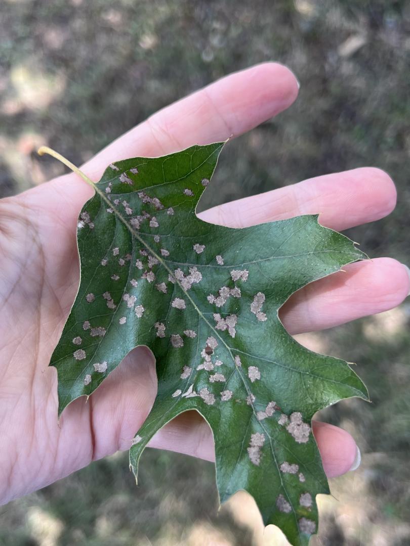 Damaged red oak leaf. Damaged red oak leaf.